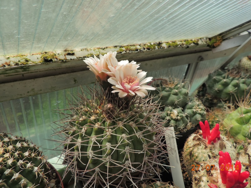 Cacti and Sukkulent in Köln, every day new flowers in the greenhouse Part 112 Bild_873