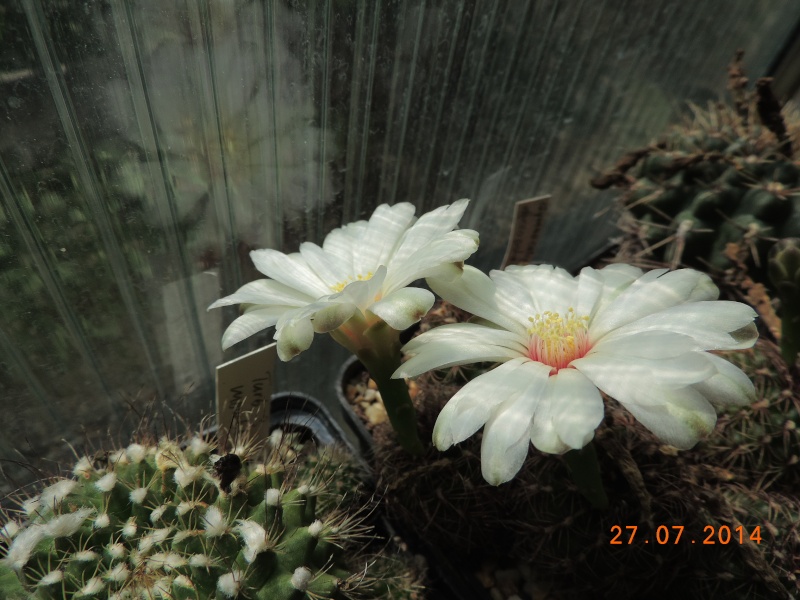 Cacti and Sukkulent in Köln, every day new flowers in the greenhouse Part 112 Bild_877