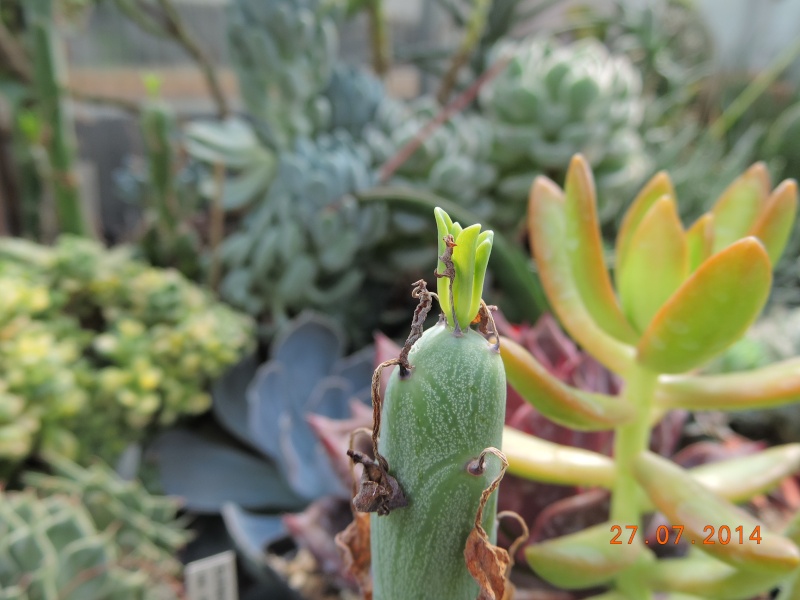 Cacti and Sukkulent in Köln, every day new flowers in the greenhouse Part 112 Bild_893