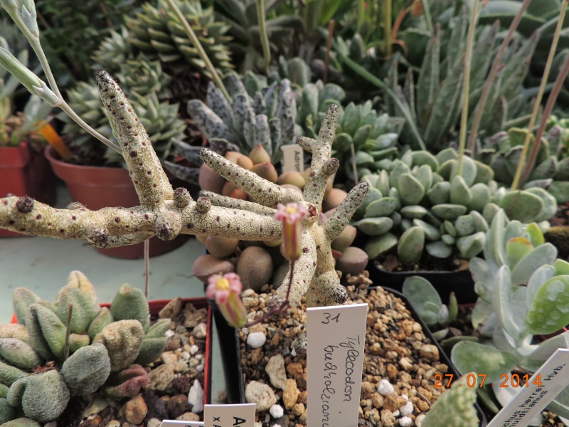 Cacti and Sukkulent in Köln, every day new flowers in the greenhouse Part 112 Bild_895