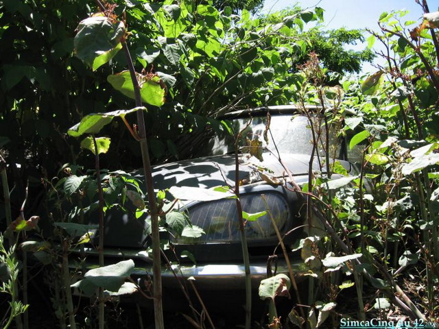 nature - Les autos abandonnées et la nature qui reprend ses droits .... 3310