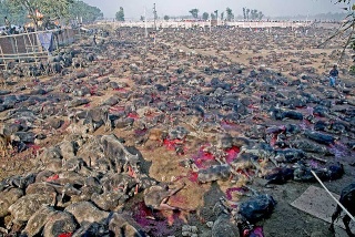 Népal: Fête de Gadhimai et massacre d'animaux en masse! 52475310