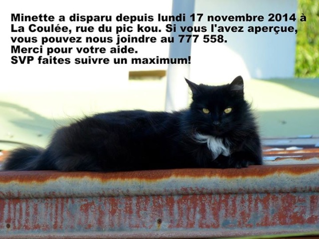 PERDUE MINETTE chatte noir avec un peu de blanc, poils longs à la Coulée le 17/11/2014 20141123