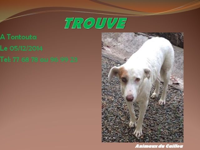 TROUVE chien blanc avec tache beige oeil droit, tatoué spanc, à Tontouta le 05/12/2014 20141218