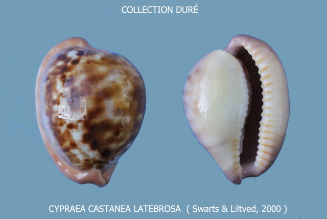 Cypraeovula castanea latebrosa Swarts & Liltved in Liltved, 2000  Panora10