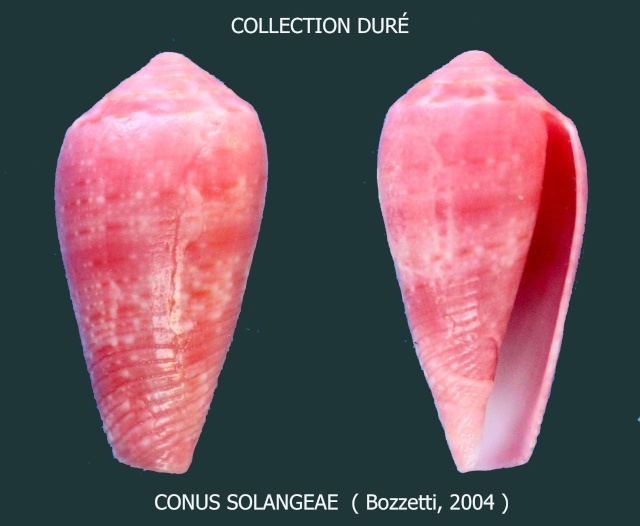 Conus (Textilia) solangeae   Bozzetti, 2004 Panora18