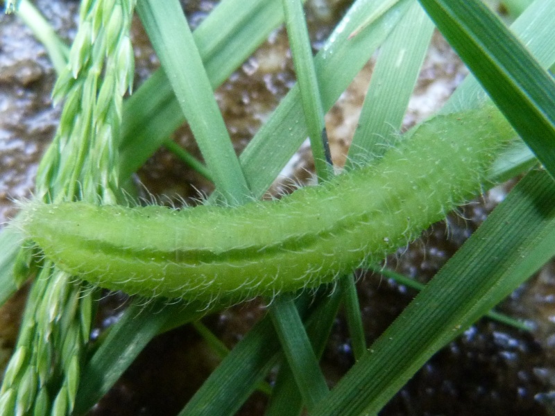 [Maniola jurtina] Chrysalide+Chenille verte relativement poilue....Satyrinae Chenil11