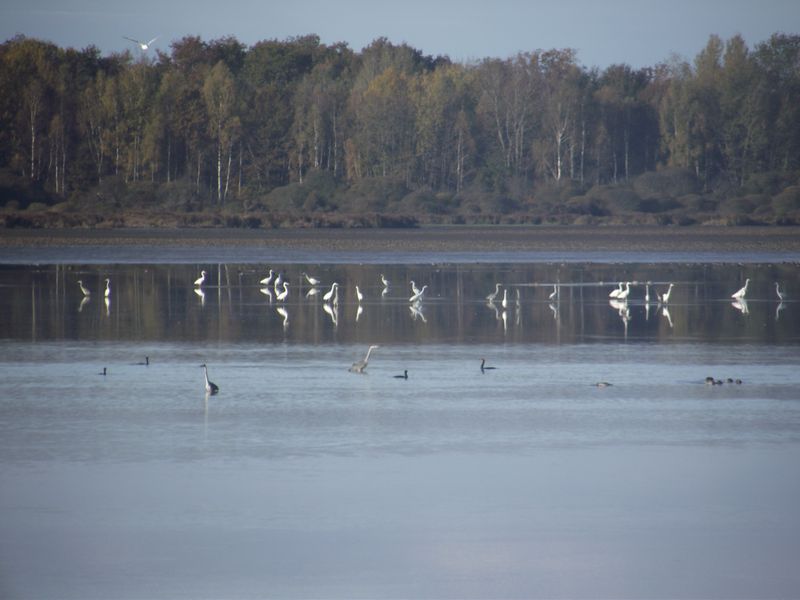 Mes observations d'oiseaux... Dscf5021