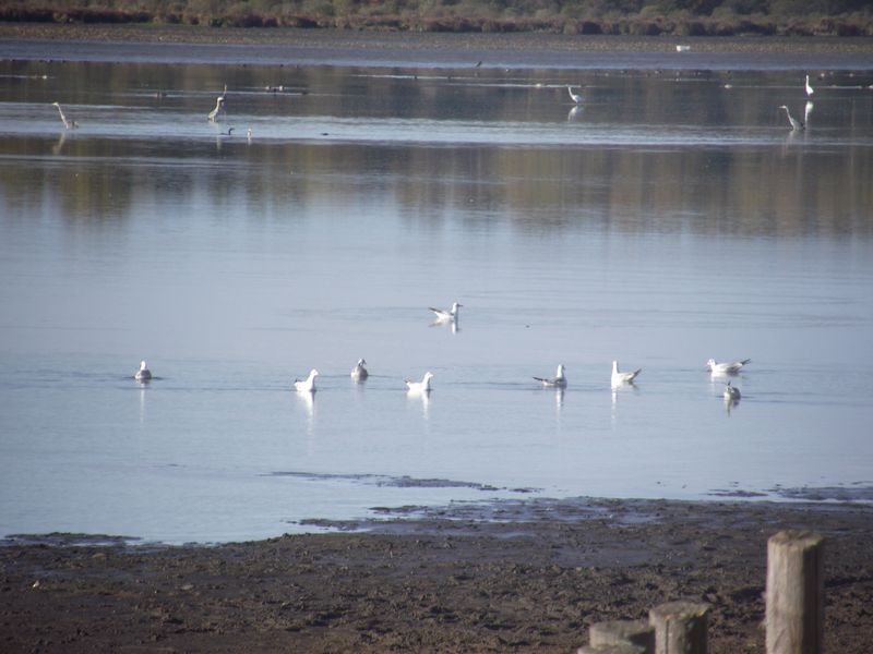 Mes observations d'oiseaux... Dscf5116