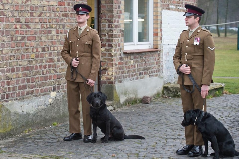 Animaux soldats - Page 4 393