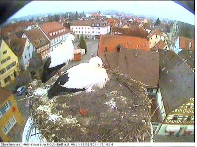 Wildtier-Livecams - Seite 5 Storch10