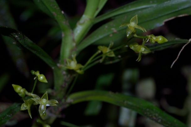 Angraecum obversifolium Angrae20