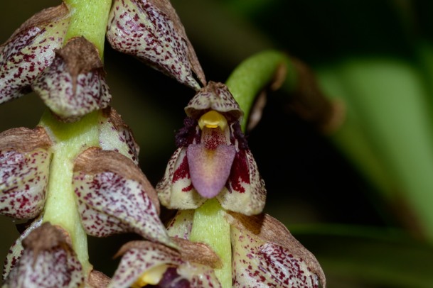Bulbophyllum variegatum Bulbop12