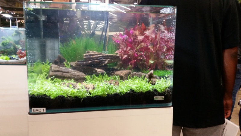 Concours d'aquascaping le samedi 8 novembre à l'Animalerie L 20141128