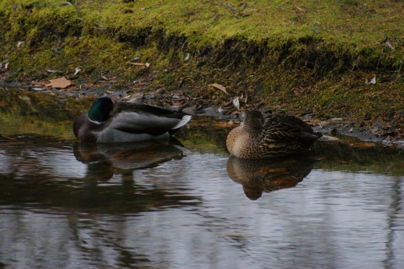 Couple de colvert... Parc_m11