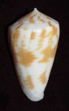 Conus (Eremiconus) limpusi   Röckel & Korn, 1990 _57410