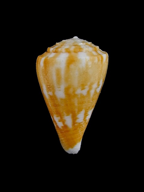 Conus (Eremiconus) minnamurra  (Garrard, 1961) Conus_10