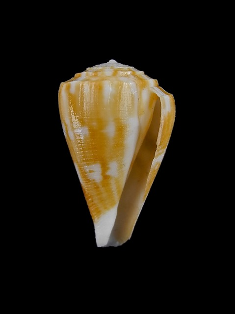 Conus (Eremiconus) minnamurra  (Garrard, 1961) Conus_11