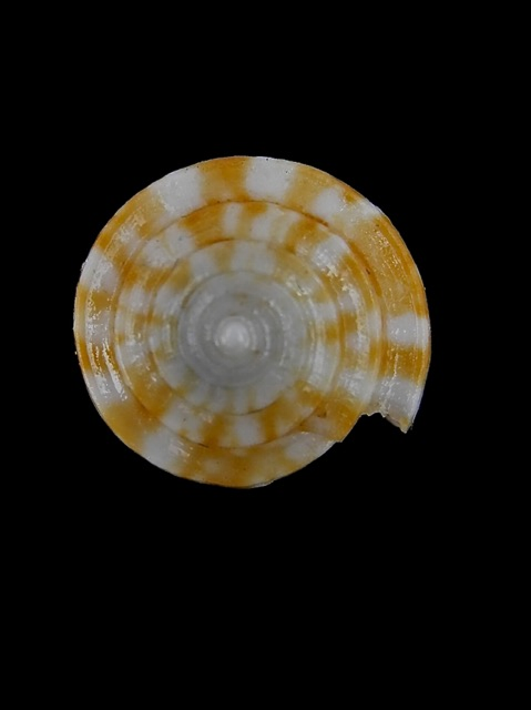 Conus (Eremiconus) minnamurra  (Garrard, 1961) Conus_12