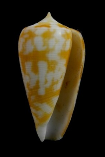Conus (Phasmoconus) filamentosus (Reeve, 1849) voir Conus (Ph) conspursus Spectr14