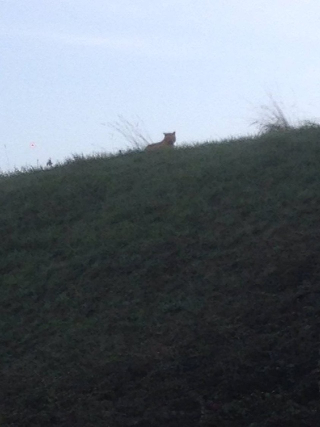 [Zoologie - Mammifères] Un tigre échappé en Seine-et-Marnes (77) (novembre 2014) Un_tig10