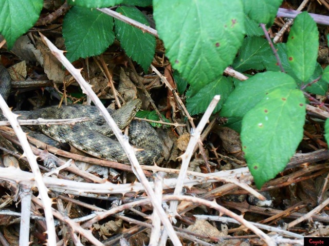 Parce qu’il n'y a rien de mieux que de les voir ramper en nature.... 10514411