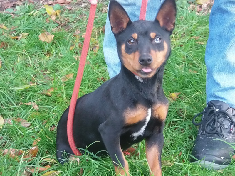 JOYAUX, Pinscher, 9 mois -M 5pinsc10