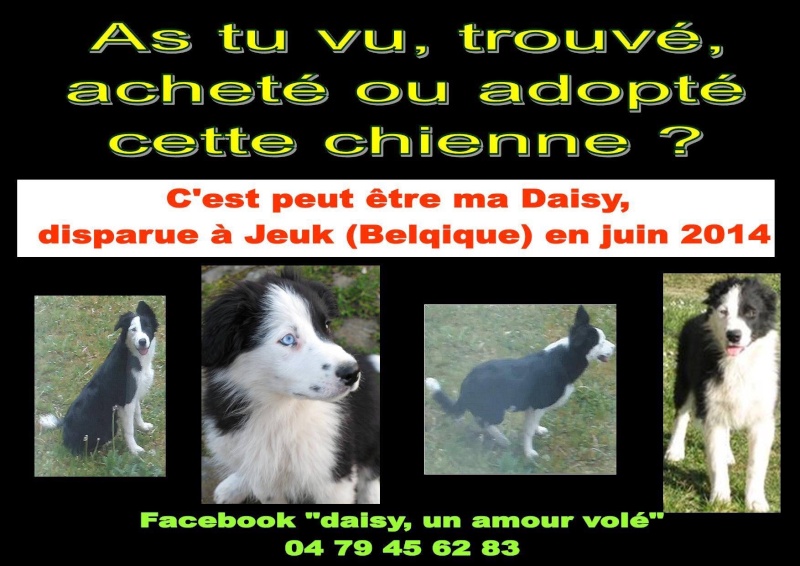 Chienne border collie volée (Belgique) Image18