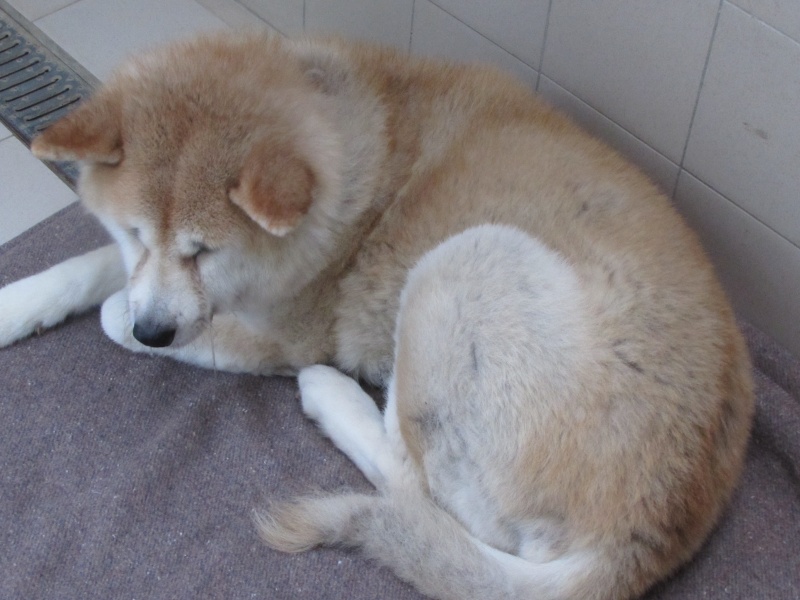  UNE AKITA  INU EN FOURRIERE 03810