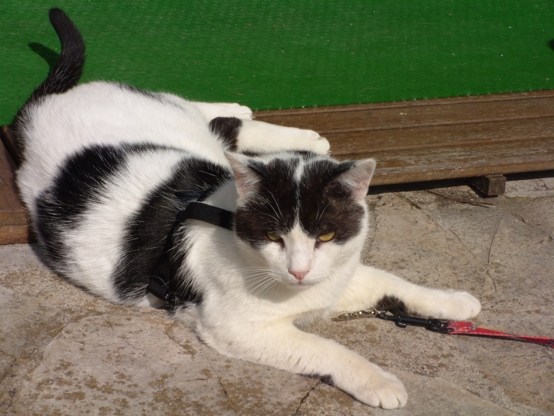 1 FOIS PAR JOUR ET PAR MEMBRE DES PHOTOS DE NOS ANIMAUX FAMILIERS - Page 7 Barnab10