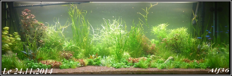 [Vends] plantes d'aquarium[36+envois] - Page 4 P1040115