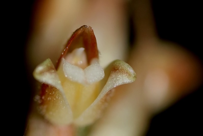 Goodyera perrieri 18110