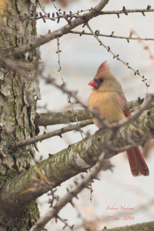 Cardinal f. Img_2310