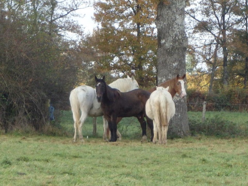 BANDIT - ONC Poney né en 1991 - adopté en septembre 2015 par Joëlle  //  Le plus beau papy poney du Limousin et d'ailleurs - Page 2 Bandit10