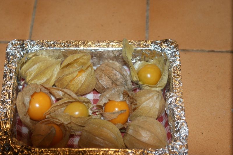 Physalis comestible : Coqueret du Pérou Physal10