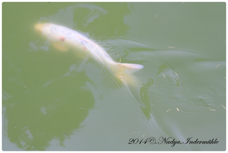 Les poissons de nos bassins Cadre113