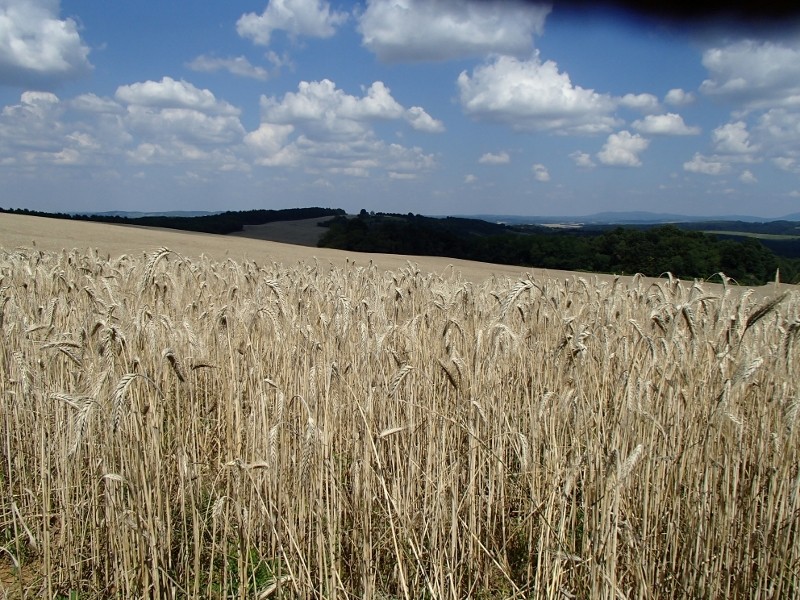 A daytrip in Southern Hungary P7190033