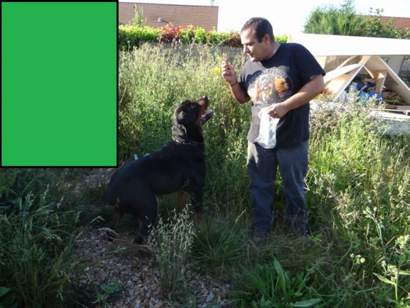 Rottweiler - kenzo , rottweiler male de 5 ans a adopter (72) ( en cour d'adoption) 53532111