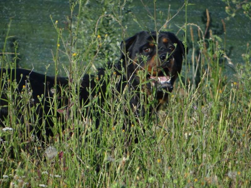 Rottweiler - kenzo , rottweiler male de 5 ans a adopter (72) ( en cour d'adoption) 53532211