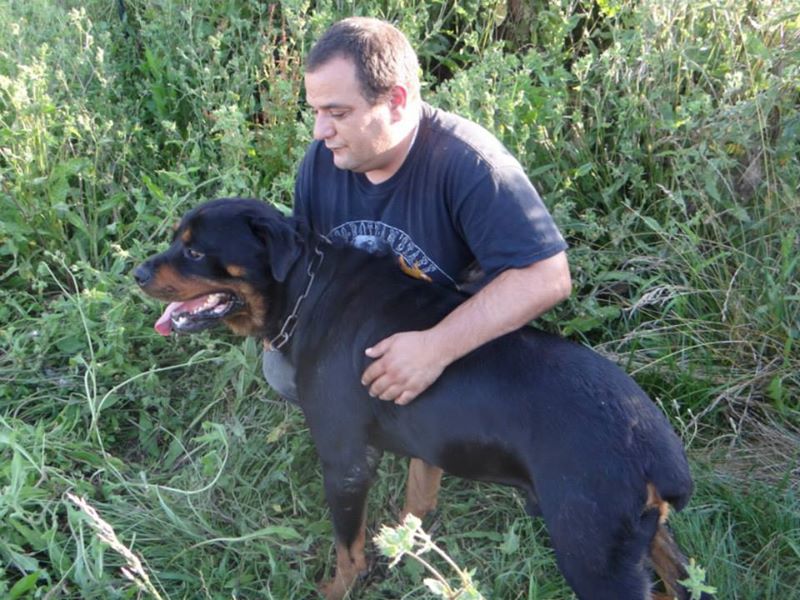 Rottweiler - kenzo , rottweiler male de 5 ans a adopter (72) ( en cour d'adoption) 53532215