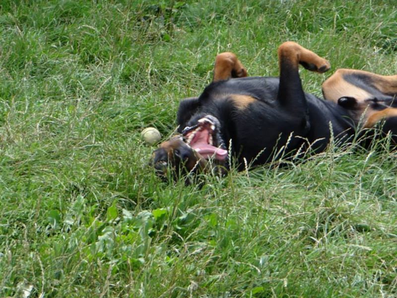 Rottweiler - kenzo , rottweiler male de 5 ans a adopter (72) ( en cour d'adoption) 53745113
