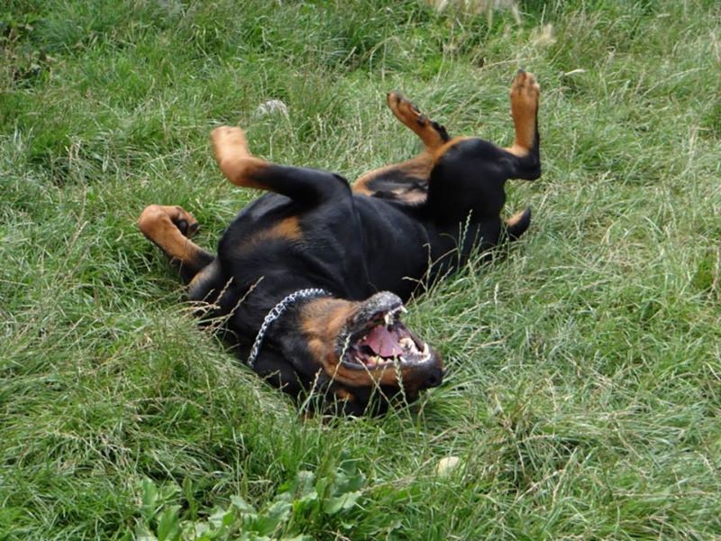 Rottweiler - kenzo , rottweiler male de 5 ans a adopter (72) ( en cour d'adoption) 53745114