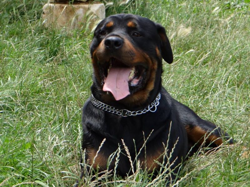 Rottweiler - kenzo , rottweiler male de 5 ans a adopter (72) ( en cour d'adoption) 53745117