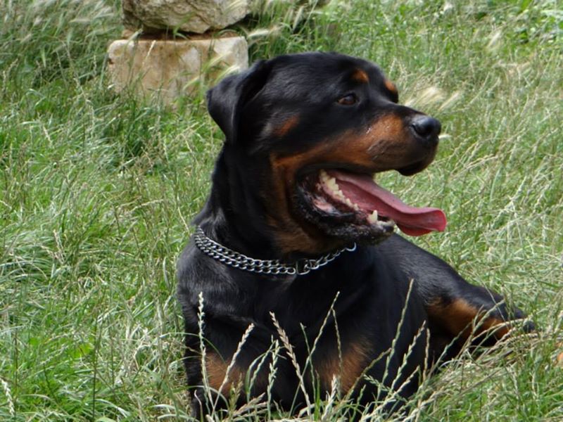 Rottweiler - kenzo , rottweiler male de 5 ans a adopter (72) ( en cour d'adoption) 53745118