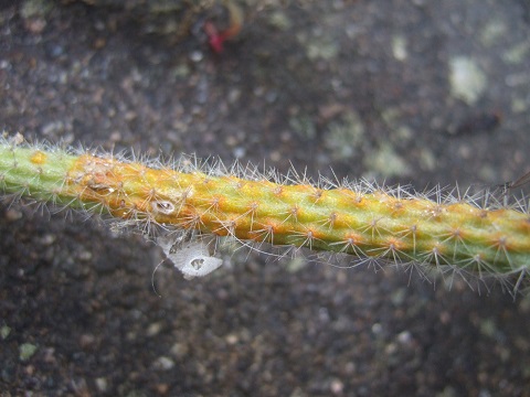 Disocactus flagelliformis (= Aporocactus flagelliformis) Dscf4337
