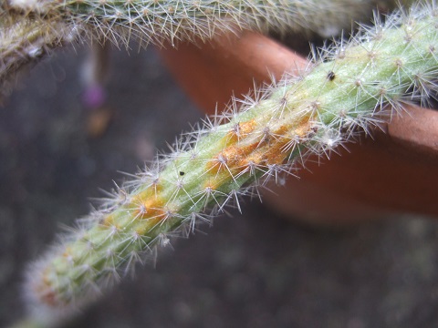 Disocactus flagelliformis (= Aporocactus flagelliformis) Dscf4338