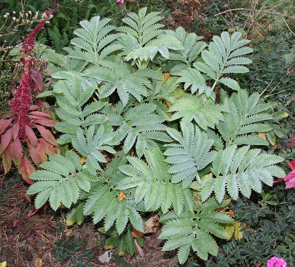 Melianthus major - grande mélianthe Img_9810