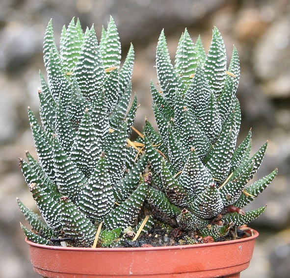 Haworthia reinwardtii Img_9824