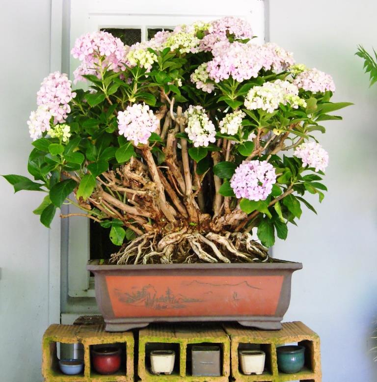 Hydrangea Bonsai from 1999 Hydrae10