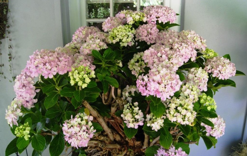 Hydrangea Bonsai from 1999 Hydrae11